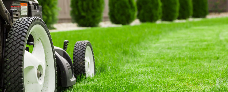 Conseils pour cultiver la pelouse parfaite