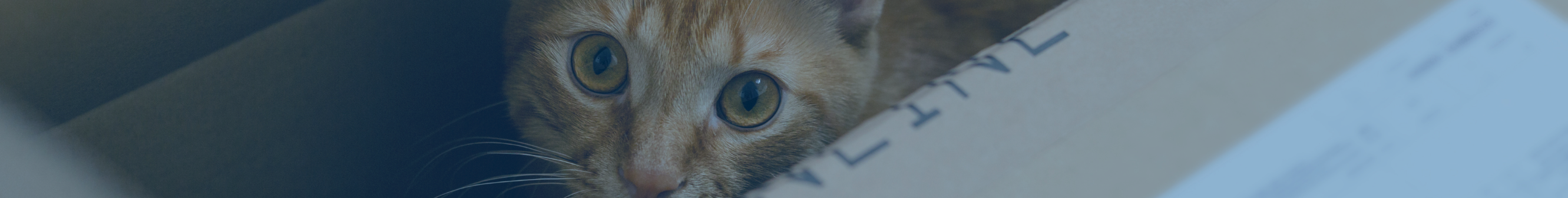 Comment préparer votre animal de compagnie à un déménagement longue distance avec Atlas Van Lines
