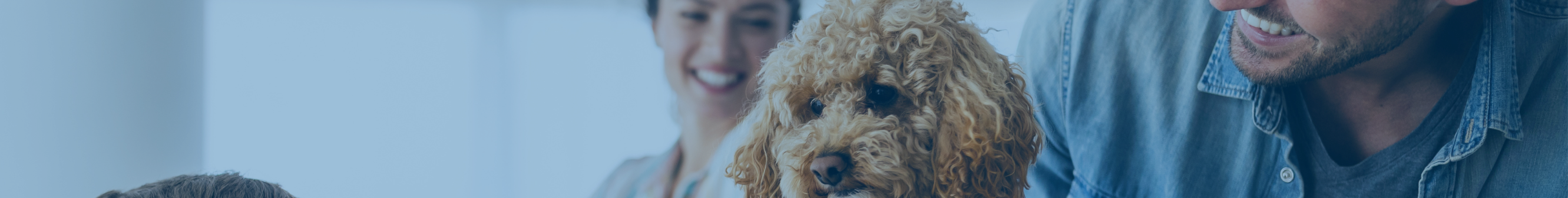 Simplifiez les déménagements longue distance pour vos animaux de compagnie avec Atlas Van Lines & Paws en Route