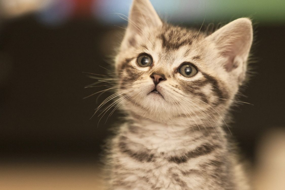 How to Prepare Your Pet for a Long-Distance Move with Atlas Van Lines