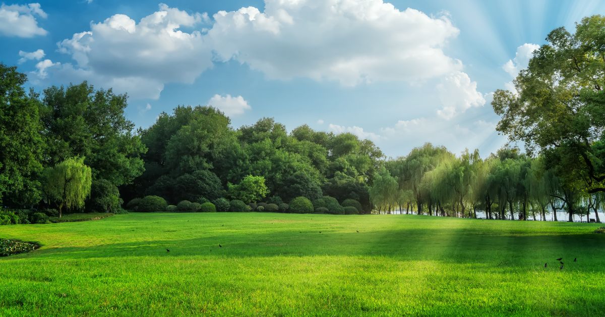 De l'herbe verte luxuriante et des arbres dans un champ ensoleillé, avec de chauds rayons de soleil filtrant à travers le feuillage.