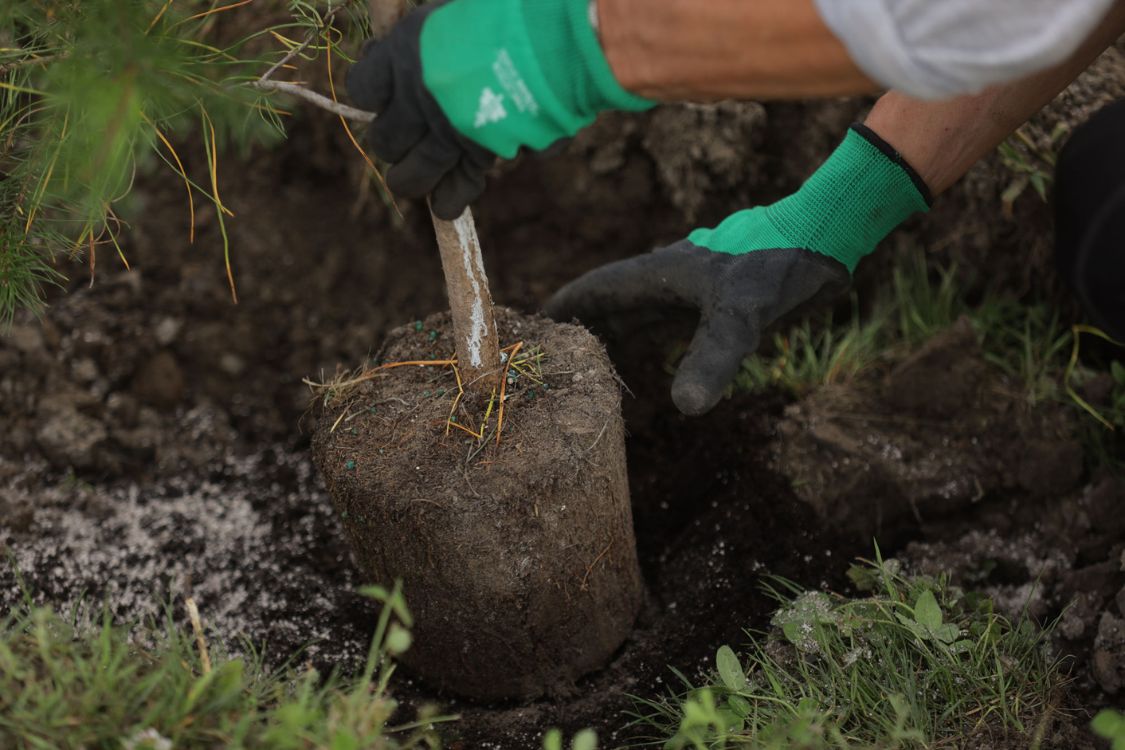 Une personne portant des gants plante un jeune arbre dans le sol, faisant preuve de responsabilité environnementale et de compétences en jardinage.